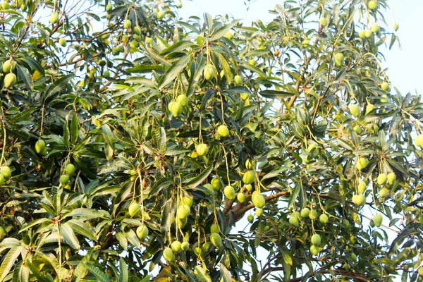 Mango sull'albero — Foto Stock