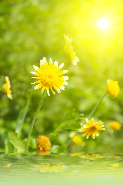 Bellissimo fiore giallo in campo — Foto Stock