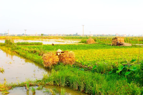 Vietnam Çiftçi hasat sonrası saman kurutma — Stok fotoğraf