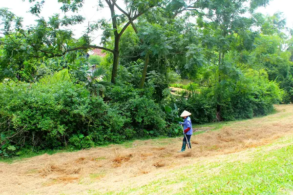 Vietnamesischer Bauer trocknet Stroh nach der Ernte — Stockfoto