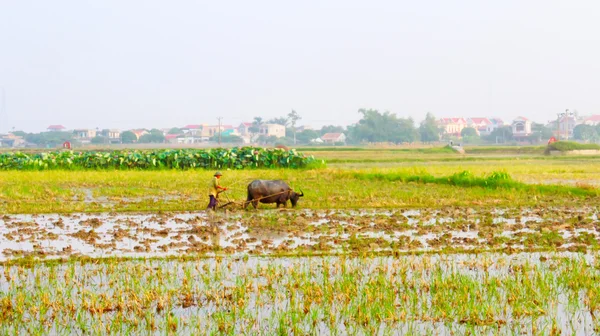 Yetiştirilen pirinç alanında çiftçi — Stok fotoğraf