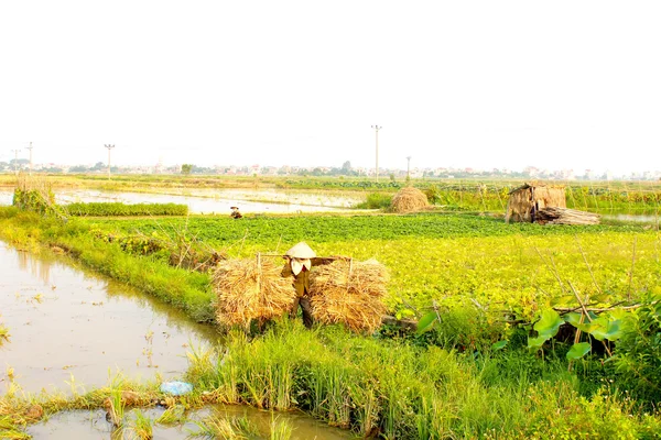 Vietnam farmer drying straw after harvest — Stock Photo, Image