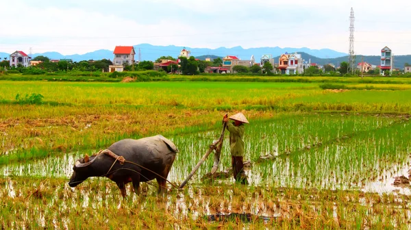 Vietnam farmer work in a field with water buffalo — Stock Photo, Image