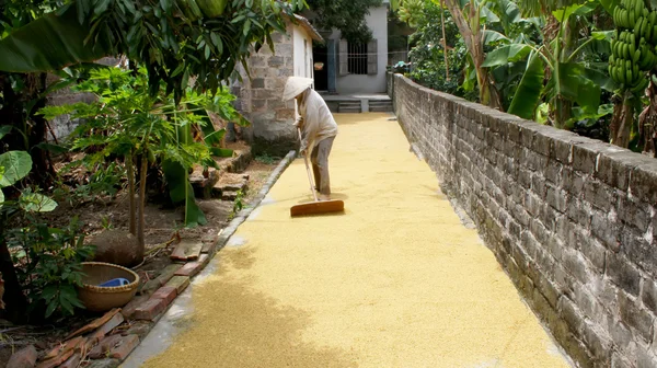 Mujer vietnamita agricultora seca arroz bajo el sol — Foto de Stock