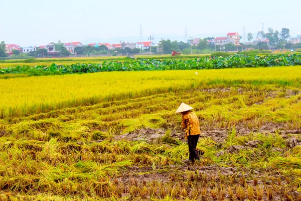 女农民在稻田上工作 — 图库照片