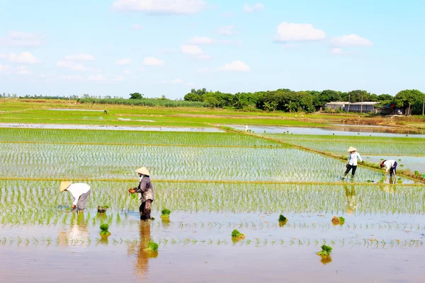 Les agriculteurs cultivaient le riz dans le champ — Photo