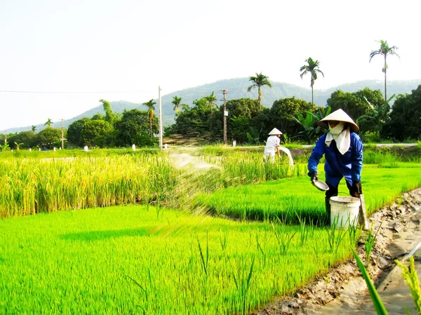 妇女农民把水带到稻田 — 图库照片