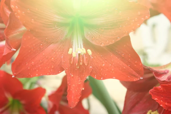 Vacker röd Lilja — Stockfoto
