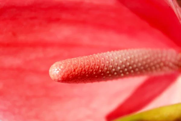 Rote Blume blüht — Stockfoto