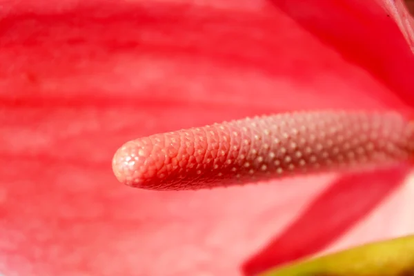 Röd blomma blommar — Stockfoto