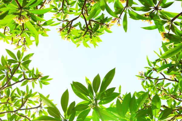 Flowers and leaves on a blue background — Stock Photo, Image