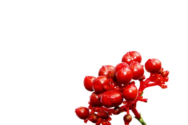 Frutos vermelhos isolados em branco — Fotografia de Stock
