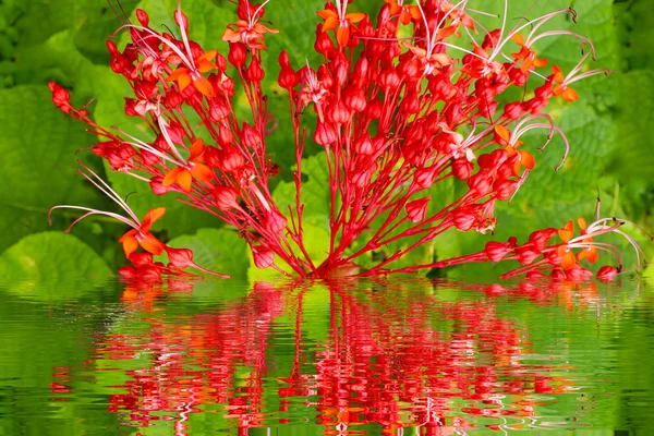 Fleurs rouges sur fond vert — Photo