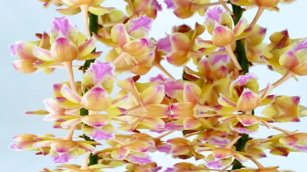 Orquídea isolada sobre fundo branco — Fotografia de Stock