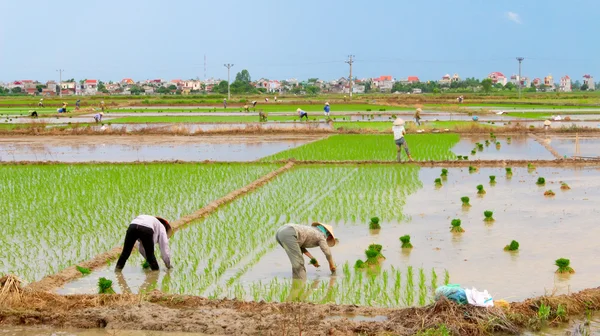 Farmers grown rice in the field — Stock Photo, Image