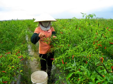 Chili sahada toplayıp Vietnam kadın çiftçi