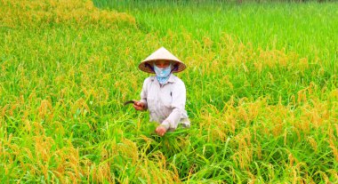 Vietnamlı bir kadın çiftçilerin hasat pirinç