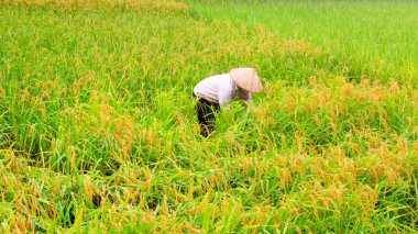 Vietnamlı bir kadın çiftçilerin hasat pirinç