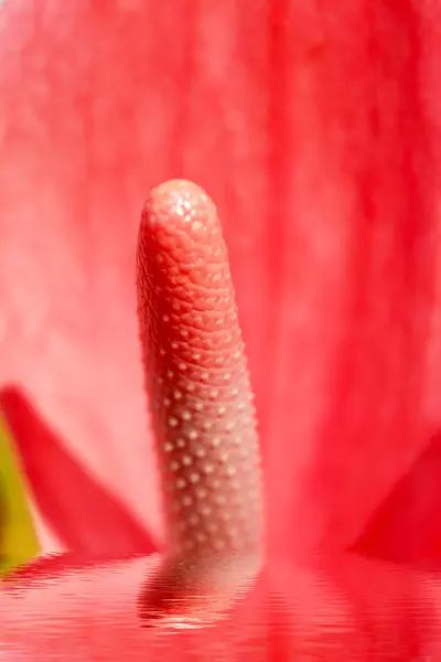 Red flower blooming — Stock Photo, Image