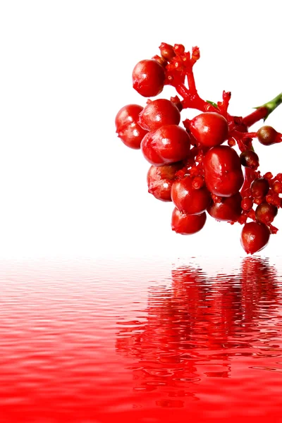 Frutta rossa isolata su bianco — Foto Stock
