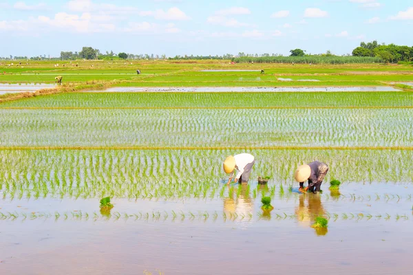 Bönderna odlade ris i fältet — Stockfoto