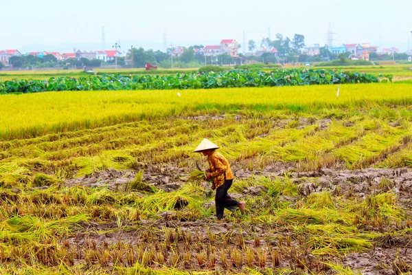 Rolnik kobieta pracuje na pola ryżu — Zdjęcie stockowe