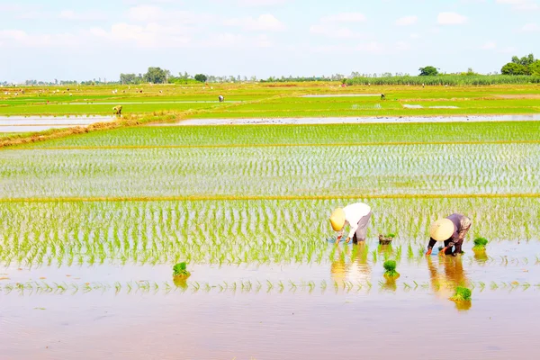 Agricultores cultivan arroz en el campo —  Fotos de Stock