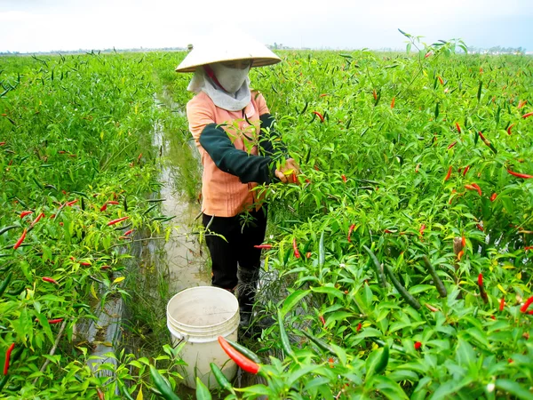 ベトナム人の女性農民のフィールドに唐辛子をピッキング — ストック写真