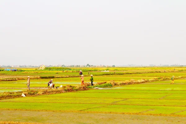 Vrouwelijke landbouwers Breng water aan de rijstvelden — Stockfoto