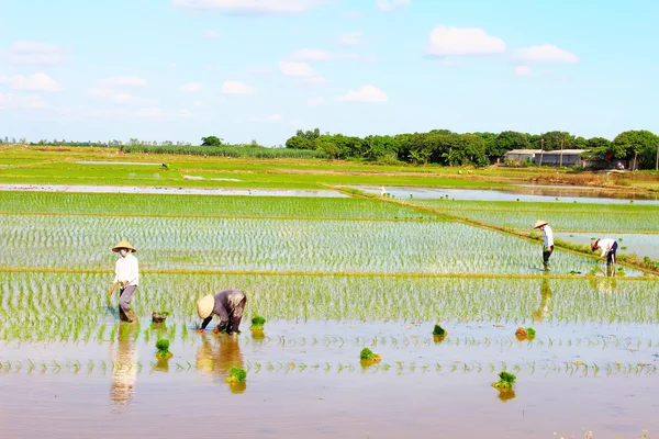 フィールドにおける水稲栽培農家 — ストック写真