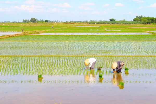 Agricultores cultivan arroz en el campo — Foto de Stock