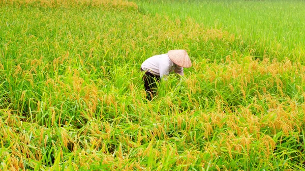 Vietnamesische Bäuerinnen ernten Reis — Stockfoto