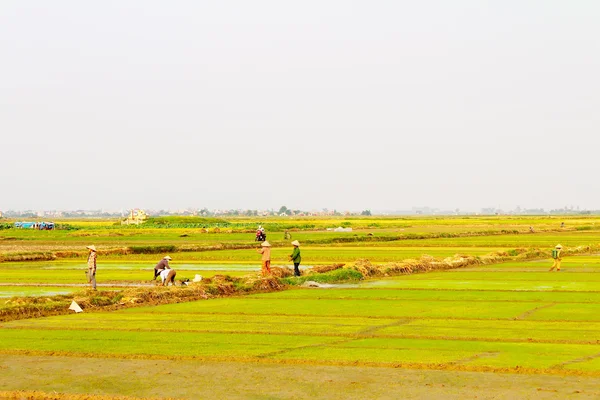 Mujeres agricultoras traen agua a los arrozales —  Fotos de Stock