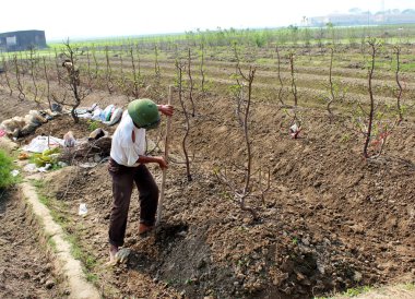 bir çiftçi adam toprak fi şeftali ağaçlarında kök topraklama