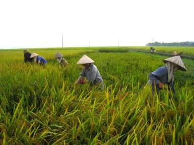 Vietnamca Çiftçi hasat pirinç alan
