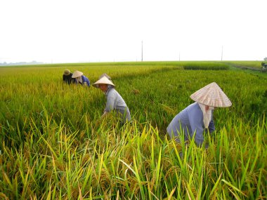 Vietnamca Çiftçi hasat pirinç alan
