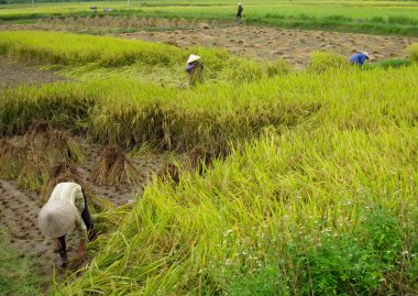 Vietnamca Çiftçi hasat pirinç alan