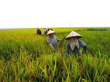 Vietnamca Çiftçi hasat pirinç alan