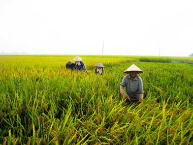 Vietnamca Çiftçi hasat pirinç alan