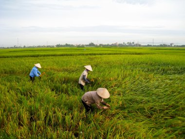 Vietnamca Çiftçi hasat pirinç alan