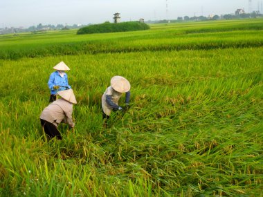 Vietnamca Çiftçi hasat pirinç alan