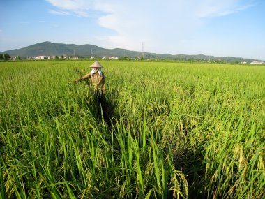 Vietnamca çiftçi sprey pestisitler için pirinç
