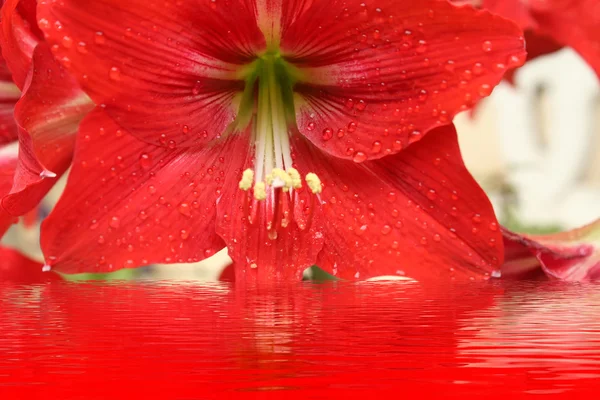 Hermoso lirio rojo — Foto de Stock