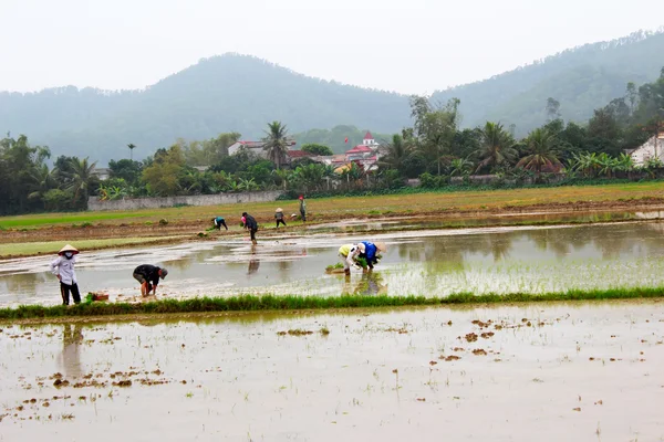 Les agriculteurs cultivaient le riz dans le champ — Photo