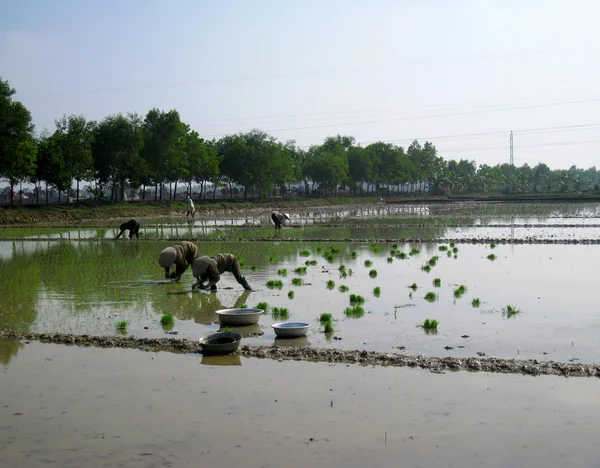 Agricultores cultivan arroz en el campo —  Fotos de Stock