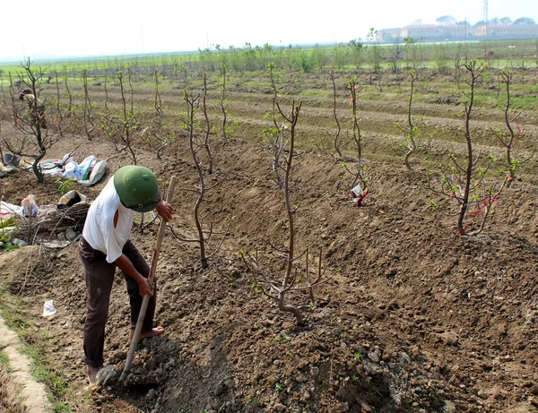 Rolnik człowiek uziemienia gleby do korzeni drzew brzoskwini w dzie- — Zdjęcie stockowe