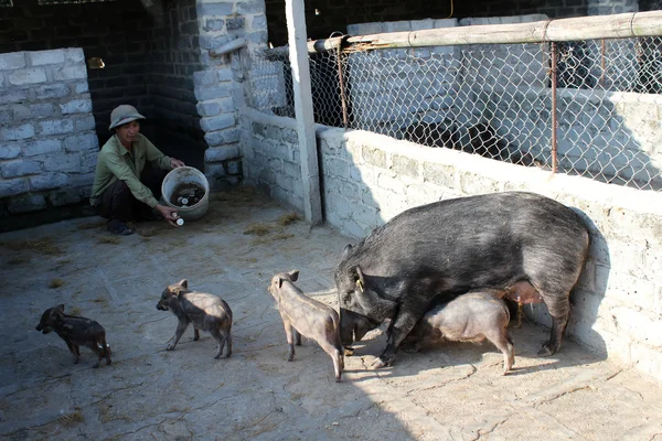 Agricultor vietnamita para alimentar porcos selvagens por mandioca — Fotografia de Stock