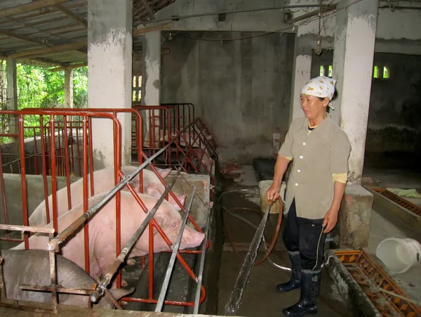 Baño de granjero vietnamita para cerdos — Foto de Stock