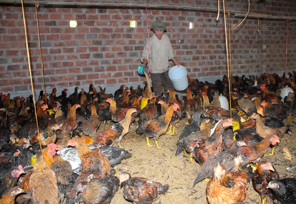 Вьетнамский фермер будет кормить курицу рисом — стоковое фото