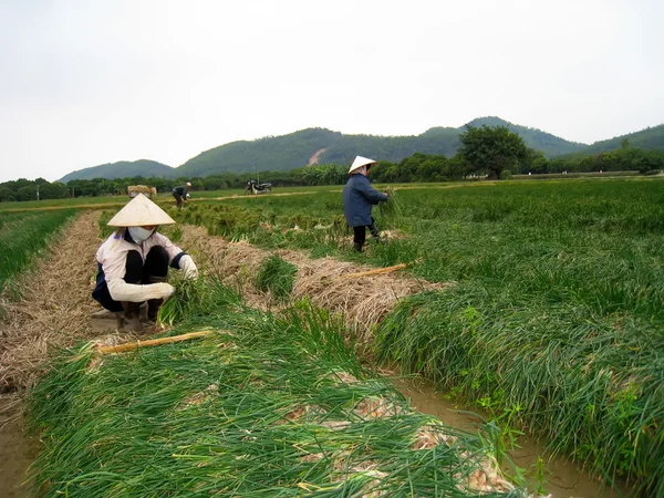 Vietnamesischer Bauer erntet Zwiebelbaum auf dem Feld — Stockfoto